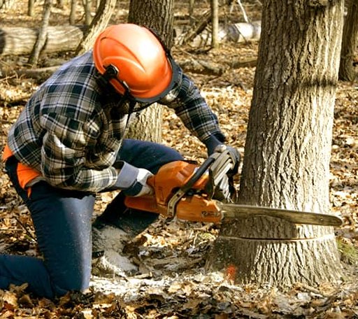 Tree Removal in Coxs Creek, KY